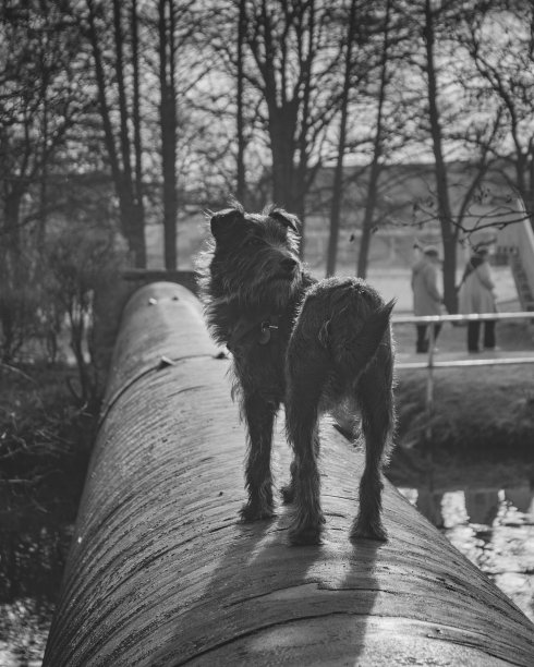 一只梗犬站在河上的管道桥上向后看图片下载