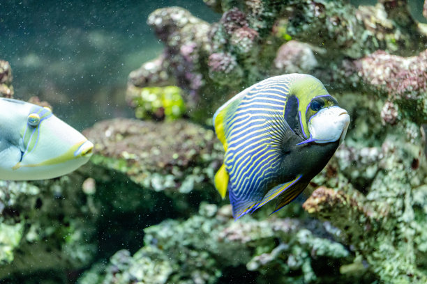 以珊瑚为背景的帝王天使鱼、帝王鱼图片下载