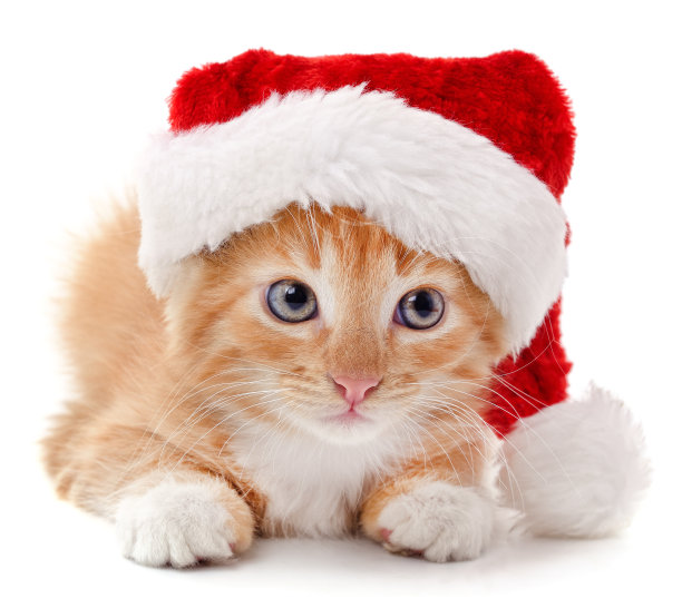 小猫在圣诞节有。图片下载