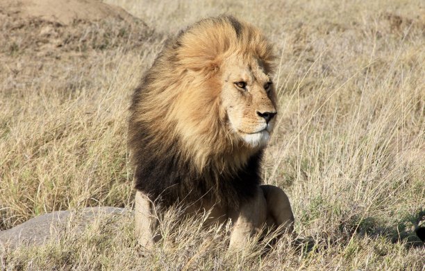 狮子王图片下载