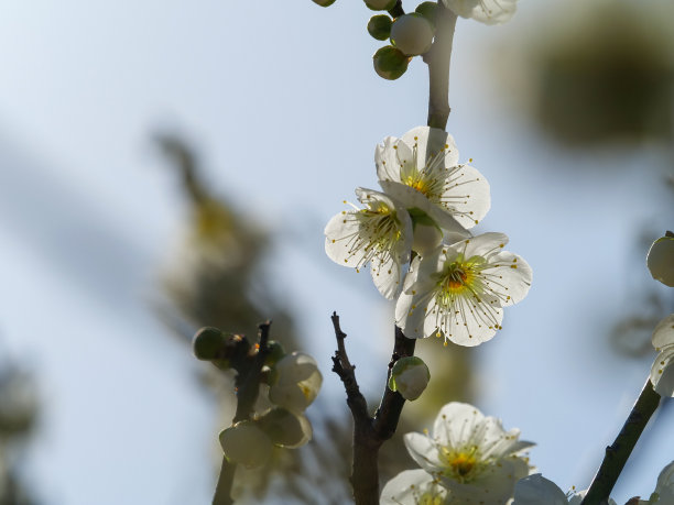 白色梅花树枝的图片图片下载
