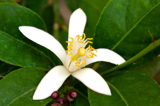 花园中柠檬花的特写照片图片下载