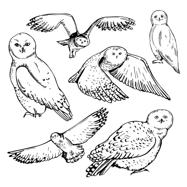 雪鸮。示意图说明。图片下载