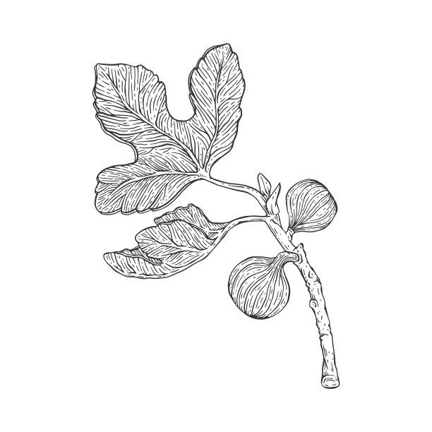 无花果枝叶和果实，雕刻矢量插图孤立。图片下载