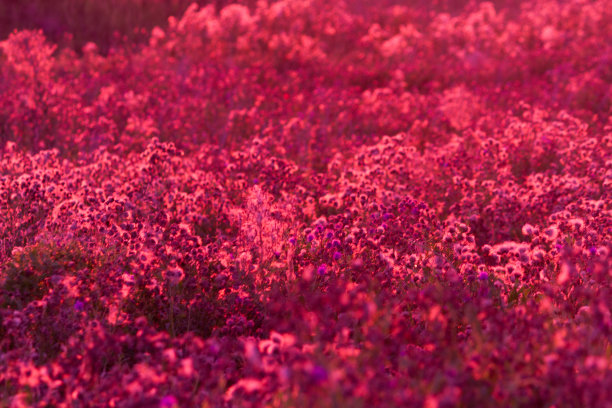 粉红色植物抽象背景图片下载
