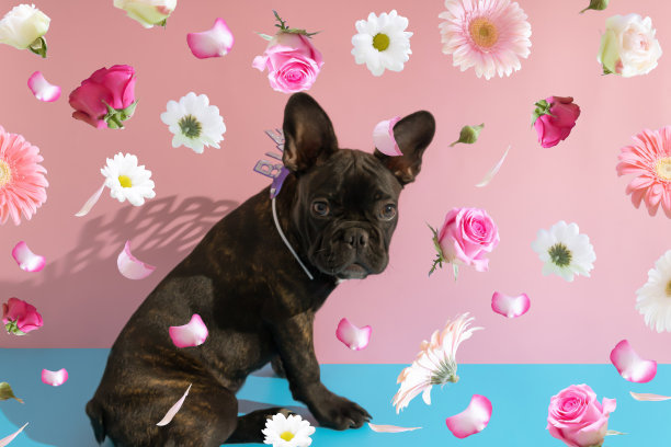 可爱的法国斗牛犬小狗。生日贺卡上有各种新鲜的春天鲜花。柔和的粉红色和蓝色背景。图片下载