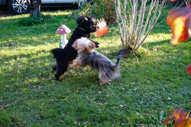 两个小狗玩图片下载