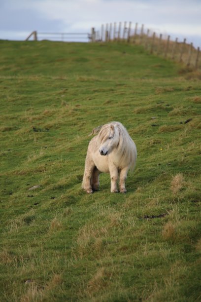 设得兰矮种马图片下载