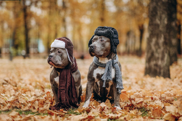 家庭日。秋天在公园里散步。美国恶霸的狗戴着帽子和围巾在公园里繁殖。图片下载