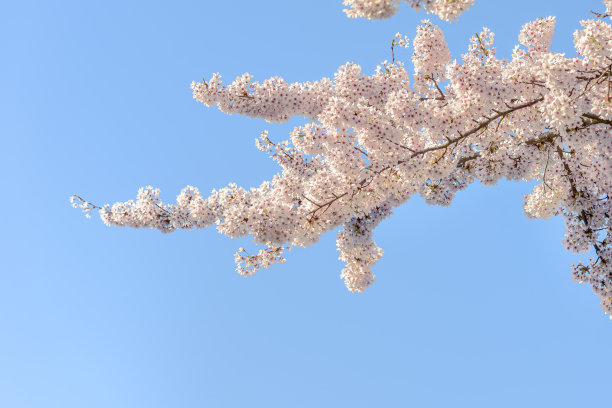 樱花在湛蓝的天空下绽放图片下载