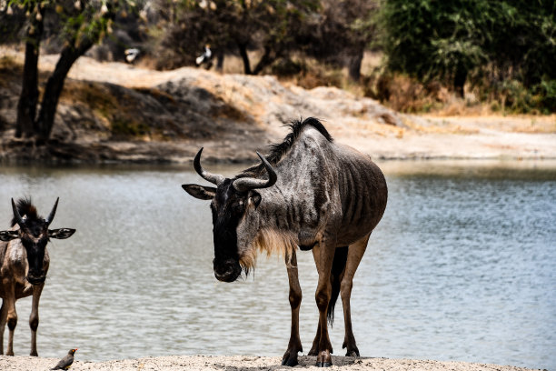 角马从湖里出来图片下载