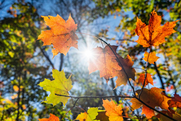 加拿大圣凯瑟琳，格里姆斯比，激光瀑布和四十英里河下游图片下载