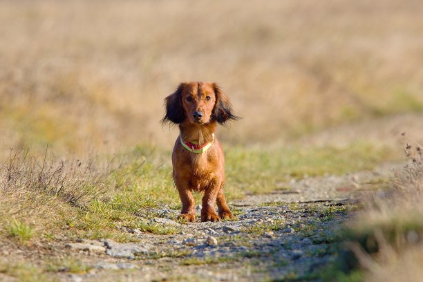 小腊肠狗在路上图片下载