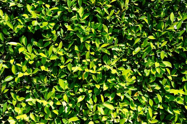 由树木制成的墙或篱笆图片下载