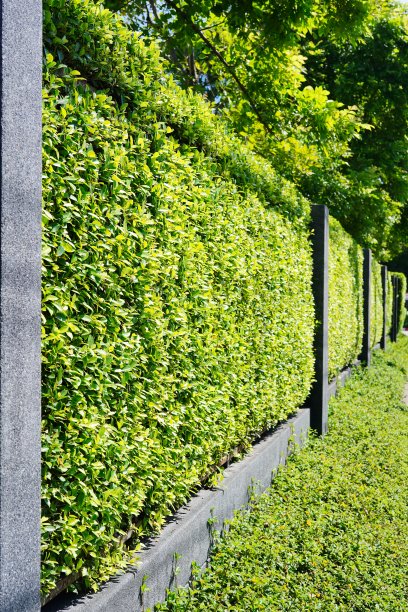 由树木制成的墙或篱笆图片下载