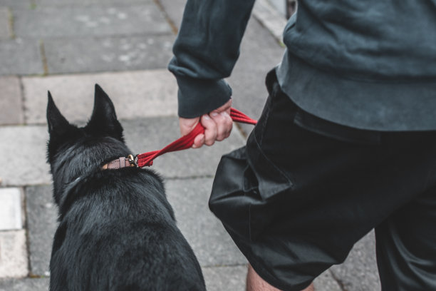 狗被皮带牵着图片下载