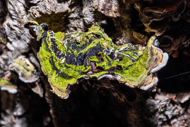 树上长着不能吃的蘑菇图片下载