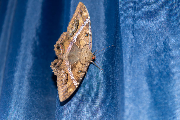蓝色背景上的巨大飞蛾图片下载