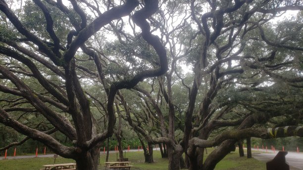 宁静的景色，巨大的橡树图片下载