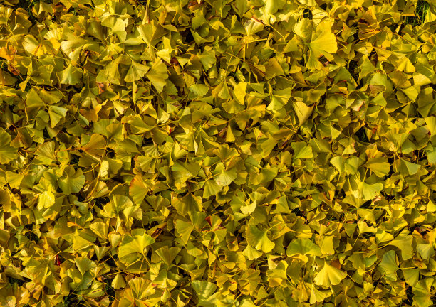 秋天银杏叶黄图片下载