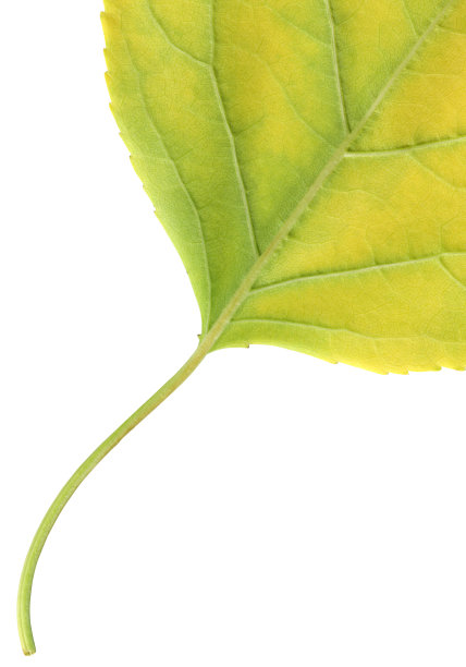 绿色叶子在白色背景上变黄的宏观纹理图片下载