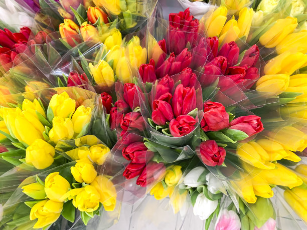 五颜六色的豪华郁金香花束。春天的花。礼物。工作室的照片图片下载