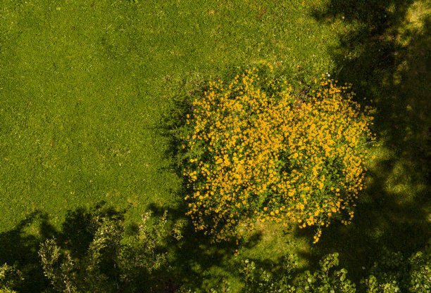 花坛与盛开的黄松花和菊芋混合，从上面。图片下载