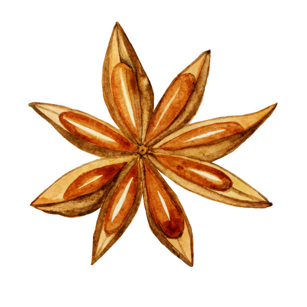 单一的八角星香料分离在白色背景。水彩手绘插图。烹调用的中国种子。图片下载