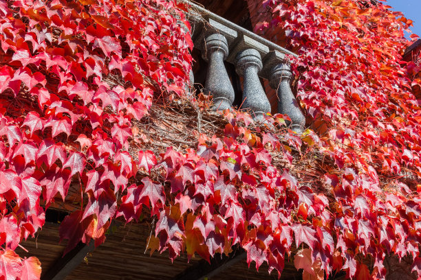 建筑立面元素长满了带有红色秋叶的常春藤图片下载