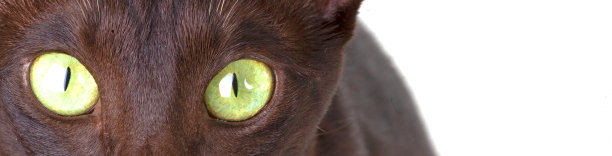 一只猫注视着白色图片下载