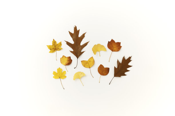 秋叶创意安排。装饰,下降的模式。平铺雅致的干叶构图。季节性装饰。图片下载