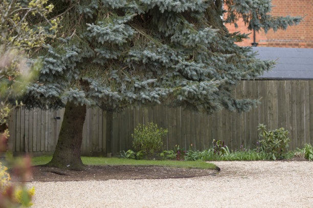 树顶升力。带有较低分枝的针叶树，英国图片下载