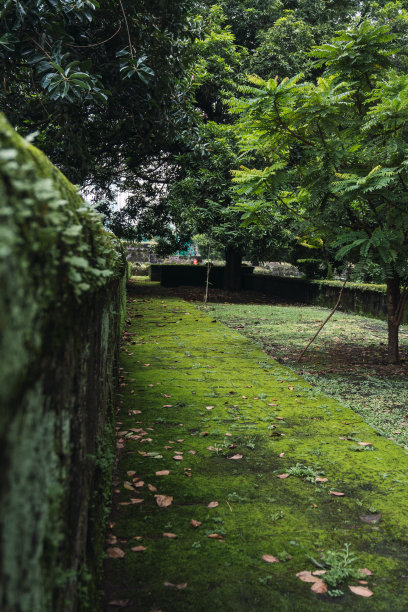 一个长满苔藓和树木的小广场的垂直照片。背景中的小墙。景观图片下载
