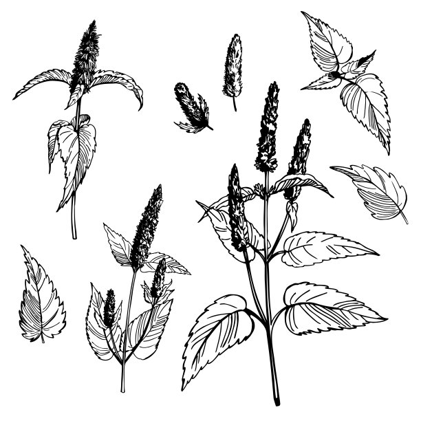 辛辣的香草。韩国的薄荷。图片下载