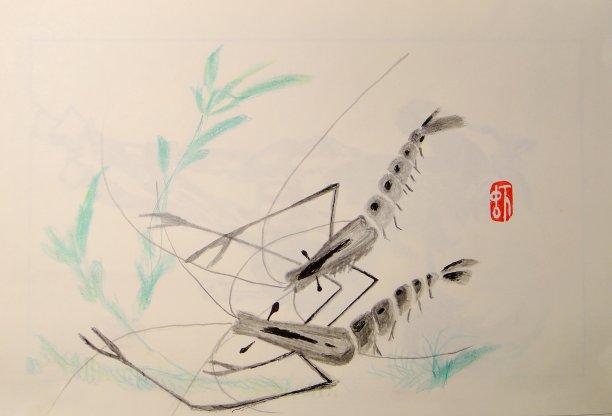 两只虾在水草间游来游去图片下载