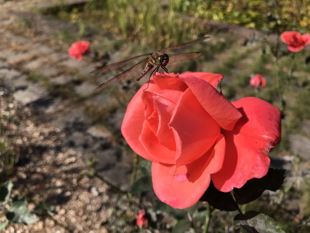 一朵红玫瑰和一只红蜻蜓图片下载