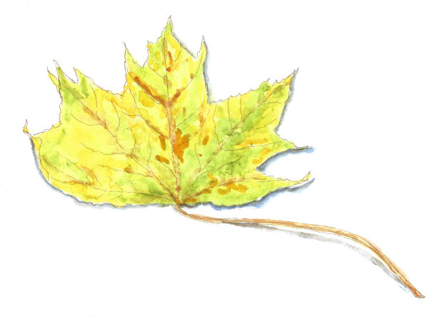 《枫叶》由绿色变为金色，这是一幅原汁原味的棕色水彩画，是三幅系列中的一幅。图片下载