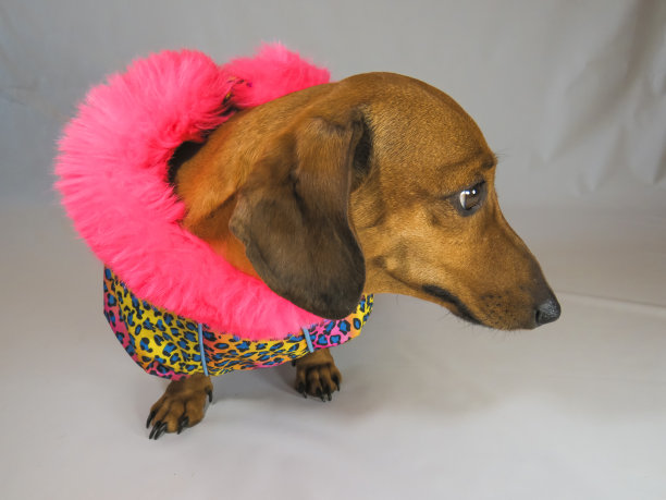 可爱的棕色迷你腊肠穿着亮色温暖的连身裤图片下载