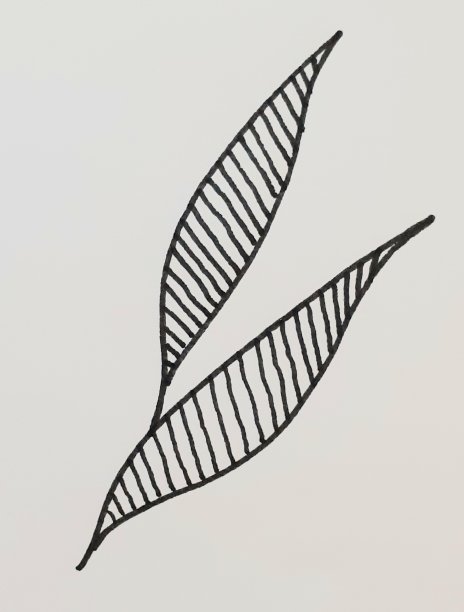 抽象的黑白树叶图案图片下载