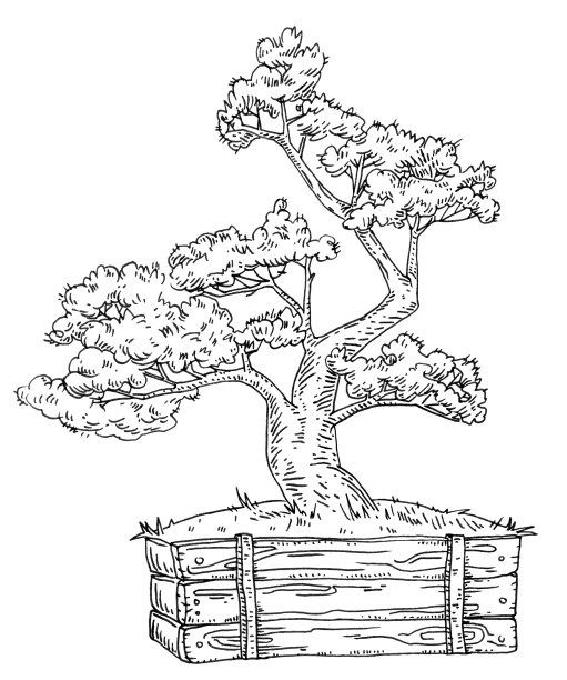 盆景树在盆中。古老的黑色雕刻插图图片下载