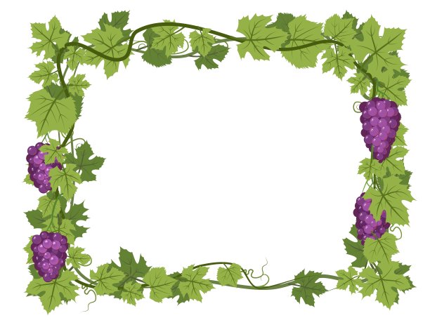 矩形框。有叶子和葡萄串的藤蔓。葡萄栽培和农业。浓密的灌木上有浆果的树枝。年轻的葡萄园。甜蜜的秋收。孤立在白色背景上。向量。图片下载