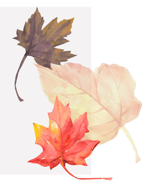 秋天的枫叶图片下载