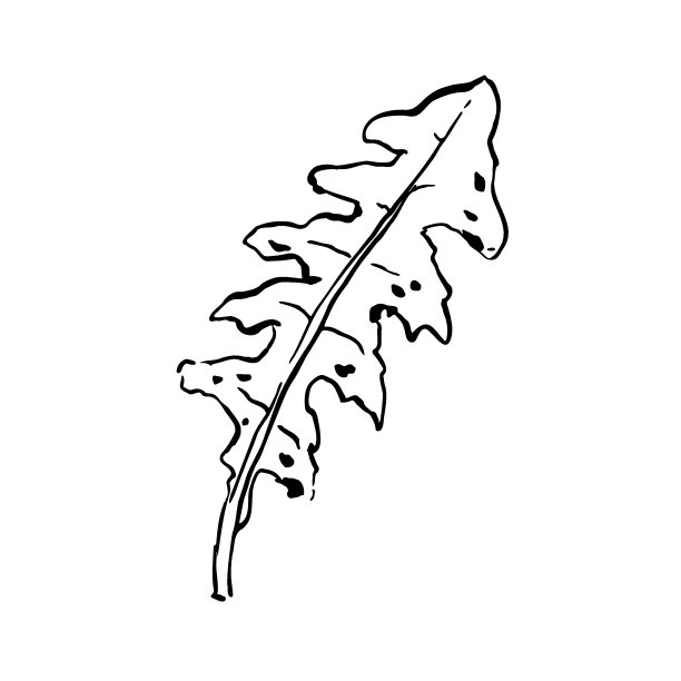 勾勒蒲公英叶子。手绘草图片下载