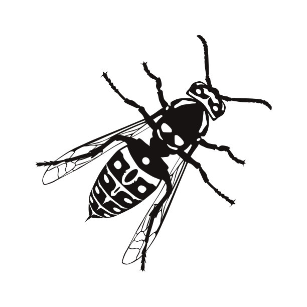 黄蜂图标。黑色的黄蜂剪影。带刺的膜翅目昆虫。图片下载