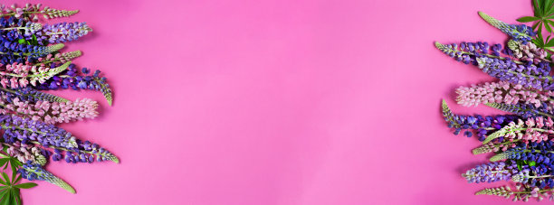 与羽扇花的夏季背景花横幅。花束在粉红色背景上。粉红色和紫色的羽扇豆花。夏天的野花。不同颜色的羽扇豆图片下载