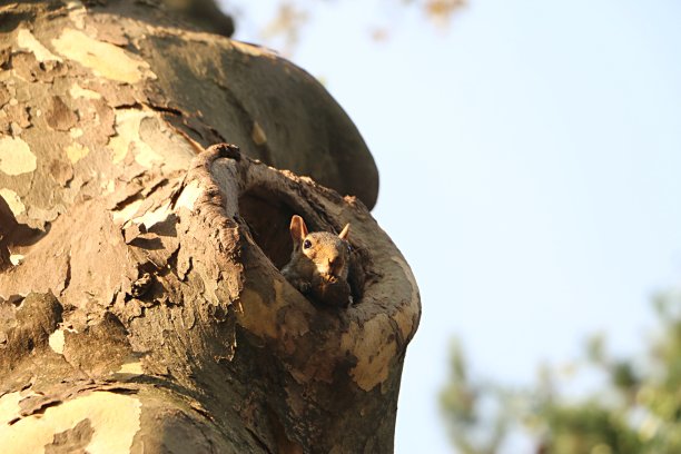 树松鼠的小脑袋与坚果伸出中空照片图片下载