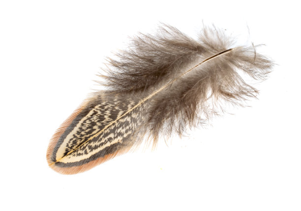 白色孤立背景上的雉鸡羽毛图片下载