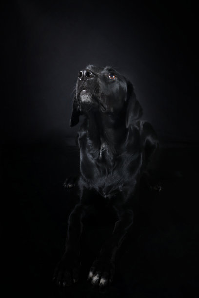 黑色拉布拉多图片下载
