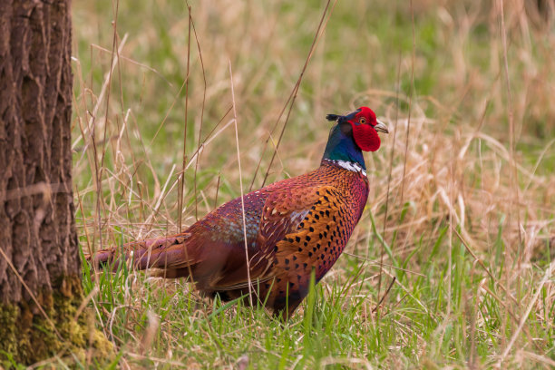 大色彩鲜艳的雉鸡鸟-秋雉在森林的草丛中图片下载