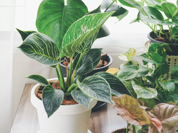 柏金花木，绿树装在白色的陶瓷罐里放在木桌上。概念家居室内园艺填充植物在春天。模板。树木吉祥，树木净化空气。图片下载